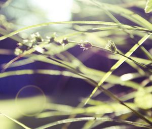 Preview wallpaper grass, macro, green, blur