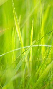 Preview wallpaper grass, macro, green, greenery