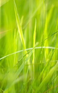 Preview wallpaper grass, macro, green, greenery