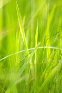Preview wallpaper grass, macro, green, greenery