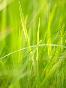 Preview wallpaper grass, macro, green, greenery