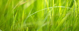 Preview wallpaper grass, macro, green, greenery