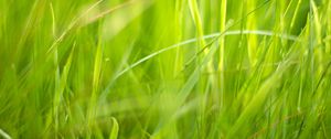 Preview wallpaper grass, macro, green, greenery