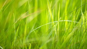 Preview wallpaper grass, macro, green, greenery