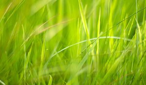 Preview wallpaper grass, macro, green, greenery