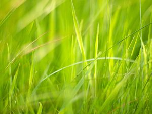 Preview wallpaper grass, macro, green, greenery