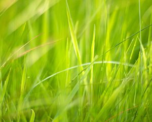 Preview wallpaper grass, macro, green, greenery