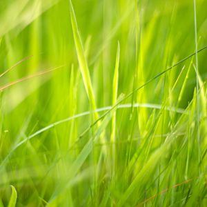 Preview wallpaper grass, macro, green, greenery