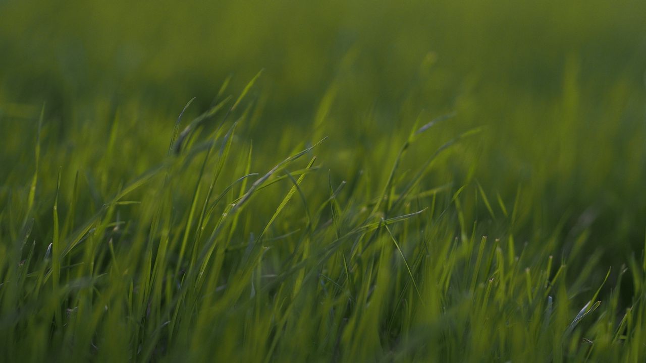 Wallpaper grass, macro, green, greens, blur