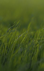 Preview wallpaper grass, macro, green, greens, blur