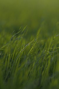 Preview wallpaper grass, macro, green, greens, blur