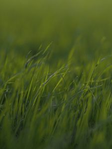 Preview wallpaper grass, macro, green, greens, blur