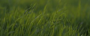 Preview wallpaper grass, macro, green, greens, blur