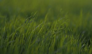 Preview wallpaper grass, macro, green, greens, blur