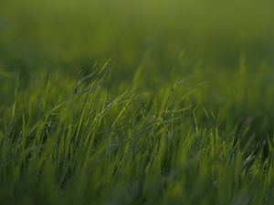 Preview wallpaper grass, macro, green, greens, blur