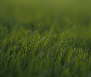 Preview wallpaper grass, macro, green, greens, blur