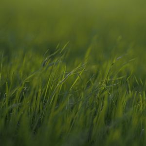 Preview wallpaper grass, macro, green, greens, blur