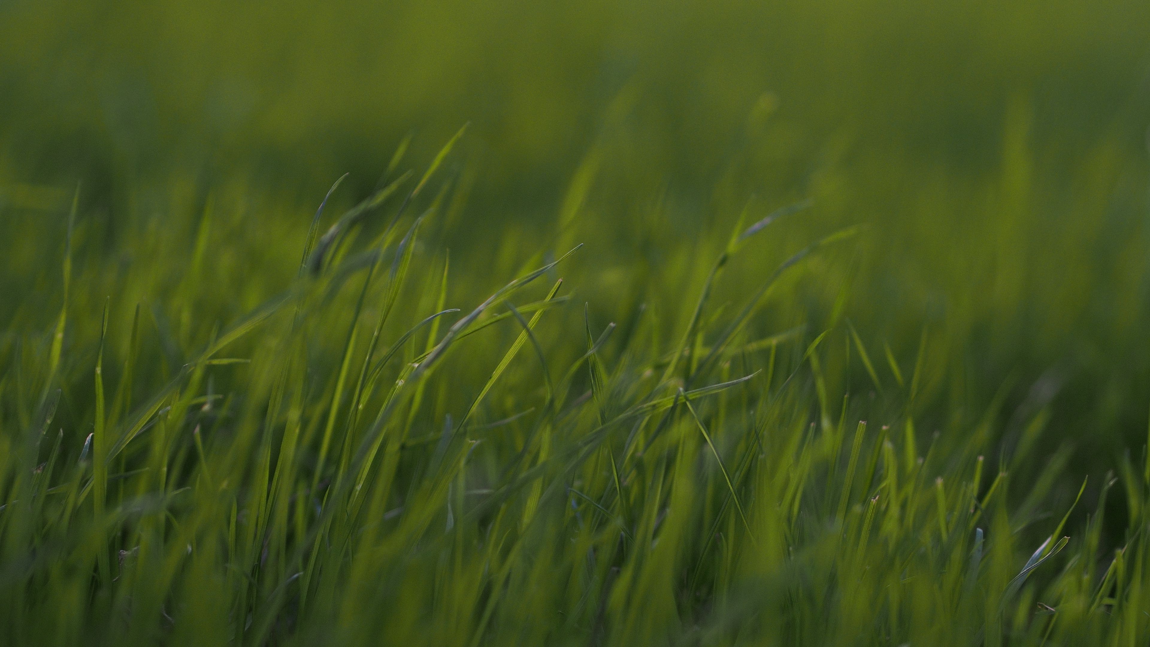 Картинка травы. Зеленая трава. Картинки на рабочий стол трава. Природа зелень. Густая трава.