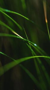 Preview wallpaper grass, macro, leaves, focus, blur