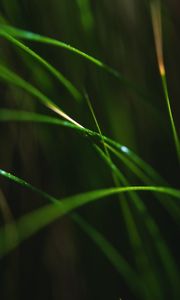 Preview wallpaper grass, macro, leaves, focus, blur