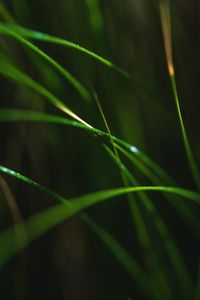 Preview wallpaper grass, macro, leaves, focus, blur