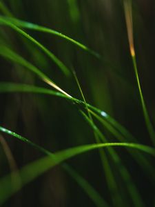 Preview wallpaper grass, macro, leaves, focus, blur