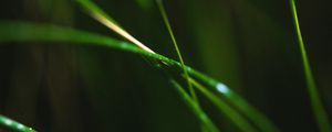 Preview wallpaper grass, macro, leaves, focus, blur