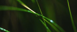 Preview wallpaper grass, macro, leaves, focus, blur