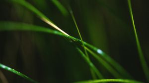 Preview wallpaper grass, macro, leaves, focus, blur