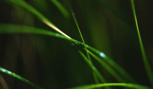 Preview wallpaper grass, macro, leaves, focus, blur