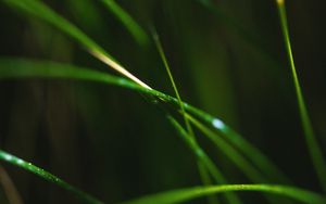 Preview wallpaper grass, macro, leaves, focus, blur