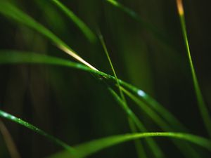 Preview wallpaper grass, macro, leaves, focus, blur