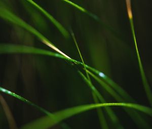 Preview wallpaper grass, macro, leaves, focus, blur