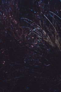Preview wallpaper grass, macro, plant, dark