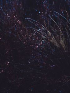 Preview wallpaper grass, macro, plant, dark