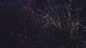 Preview wallpaper grass, macro, plant, dark