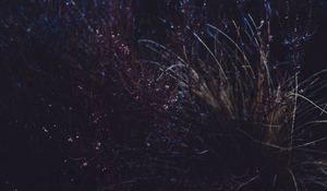 Preview wallpaper grass, macro, plant, dark