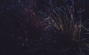 Preview wallpaper grass, macro, plant, dark