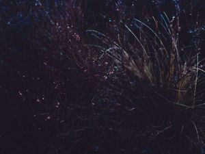 Preview wallpaper grass, macro, plant, dark