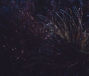 Preview wallpaper grass, macro, plant, dark