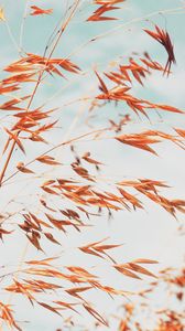 Preview wallpaper grass, macro, plant, spikelets