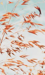 Preview wallpaper grass, macro, plant, spikelets