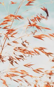 Preview wallpaper grass, macro, plant, spikelets