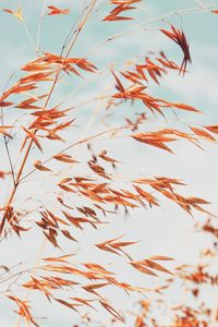 Preview wallpaper grass, macro, plant, spikelets