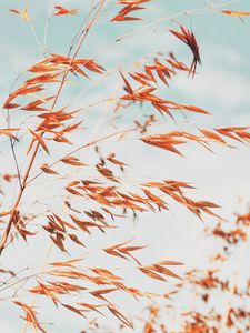 Preview wallpaper grass, macro, plant, spikelets