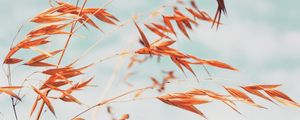 Preview wallpaper grass, macro, plant, spikelets