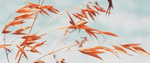 Preview wallpaper grass, macro, plant, spikelets