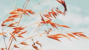 Preview wallpaper grass, macro, plant, spikelets
