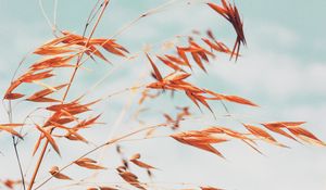 Preview wallpaper grass, macro, plant, spikelets