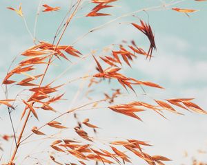 Preview wallpaper grass, macro, plant, spikelets